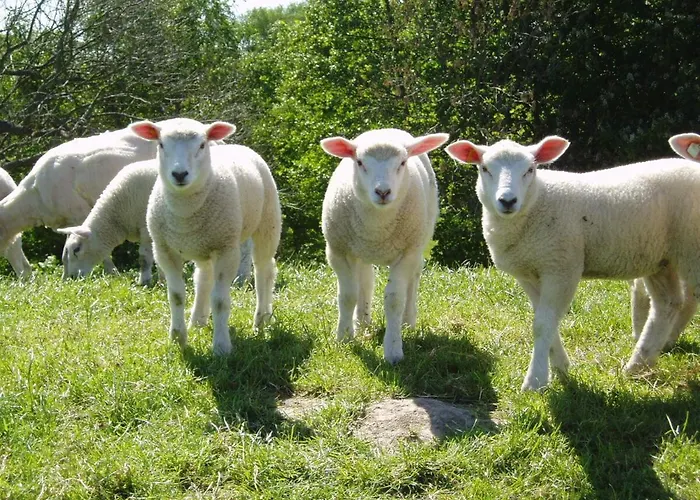 Hein Am Nordseedeich Appartement Butjadingen